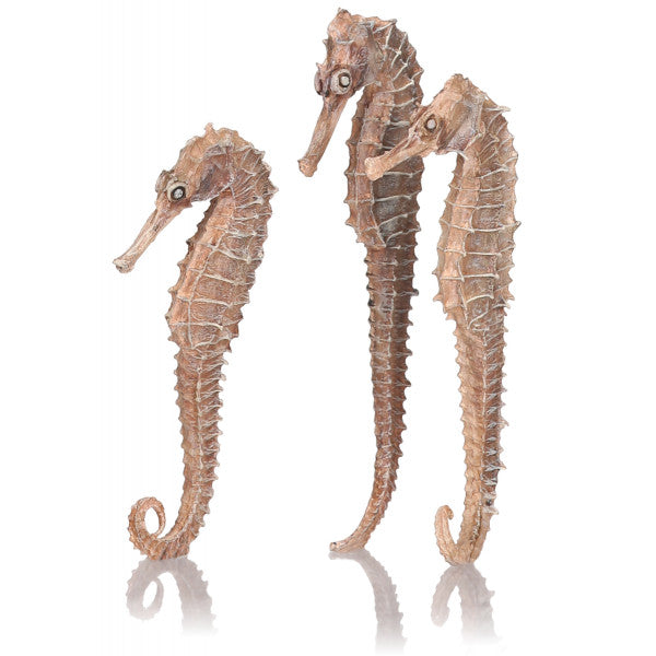 biOrb zeepaard set 3, naturel