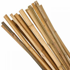 HOBBY TERRANO BAMBOO STIX