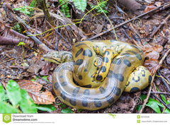 Eunectes notaeus gele anaconda