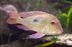 Geophagus Surinamensis M Roodstreep Aardeter