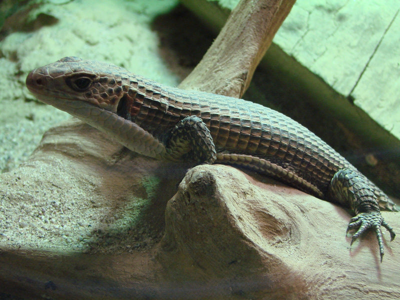 Gerrhosaurus major major Soedanese schildhagedis