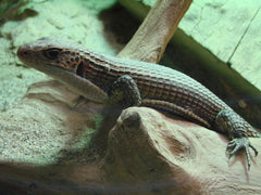 Gerrhosaurus Major Major Soedanese Schildhagedis