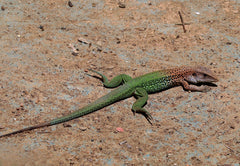 Ameiva Ameiva