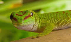Phelsuma Madagascariensis Grandis Reuzedag Gekko