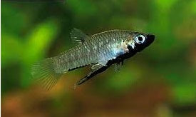 Girardinus metallicus