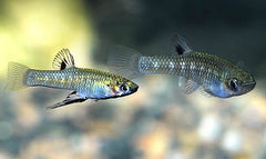 Girardinus Metallicus