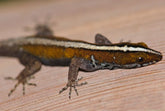 Gonatodes Vittatus