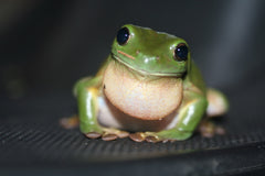 Litoria Caerulea
