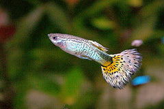 poecilia reticulata guppy man cobra geel