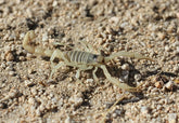 Hadrurus arizonensis Arizona schorpioen