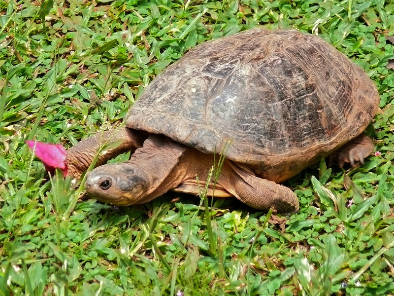 Pelomedusa Subrufa Afrikaanse Moerasschildpad