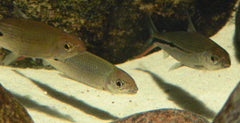 Hemiodopsis Gracilis