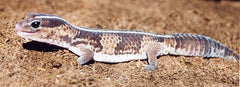 Hemitheconyx Caudicinctus