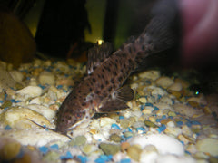 Hoplosternum Thoracatum