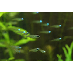 Aplocheilichthys Normaani - Afrikaans blauwoogje