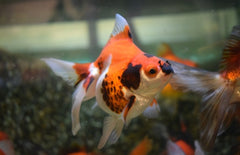 Sluier Staart Driekleur Ryukin