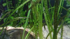 Vallisneria leopard