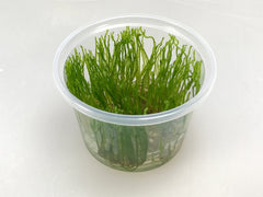 Vesicularia reticulata In-Vitro nr 18 easy grow