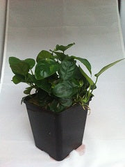Anubias nana moederplant