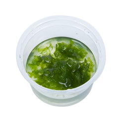 Monosolenium (Pelia) in cup