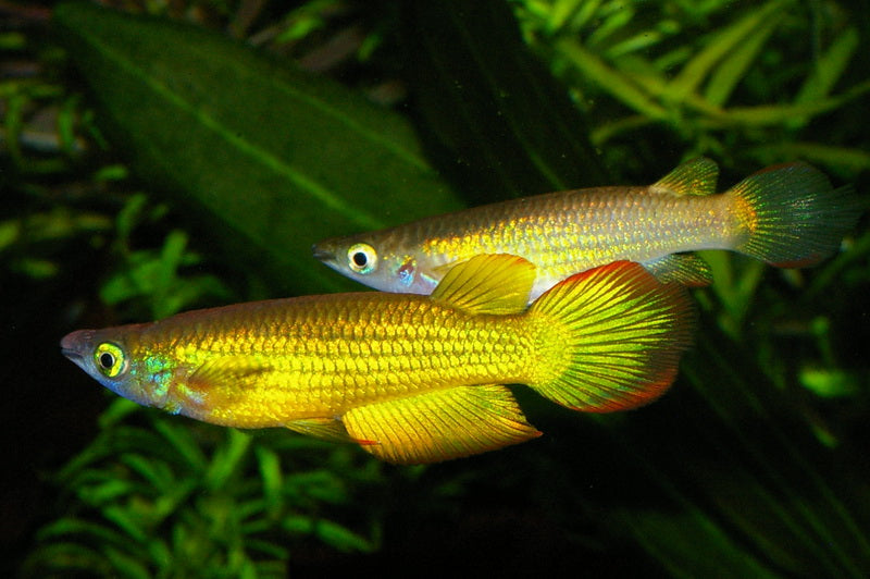 Aplocheilichthys lineatus