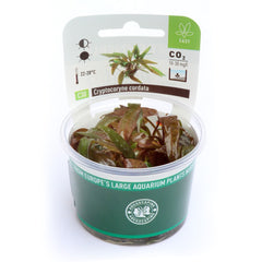 Cryptocoryne cordata In-Vitro