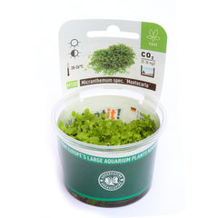 Micranthemum spec. Montecarlo In-Vitro