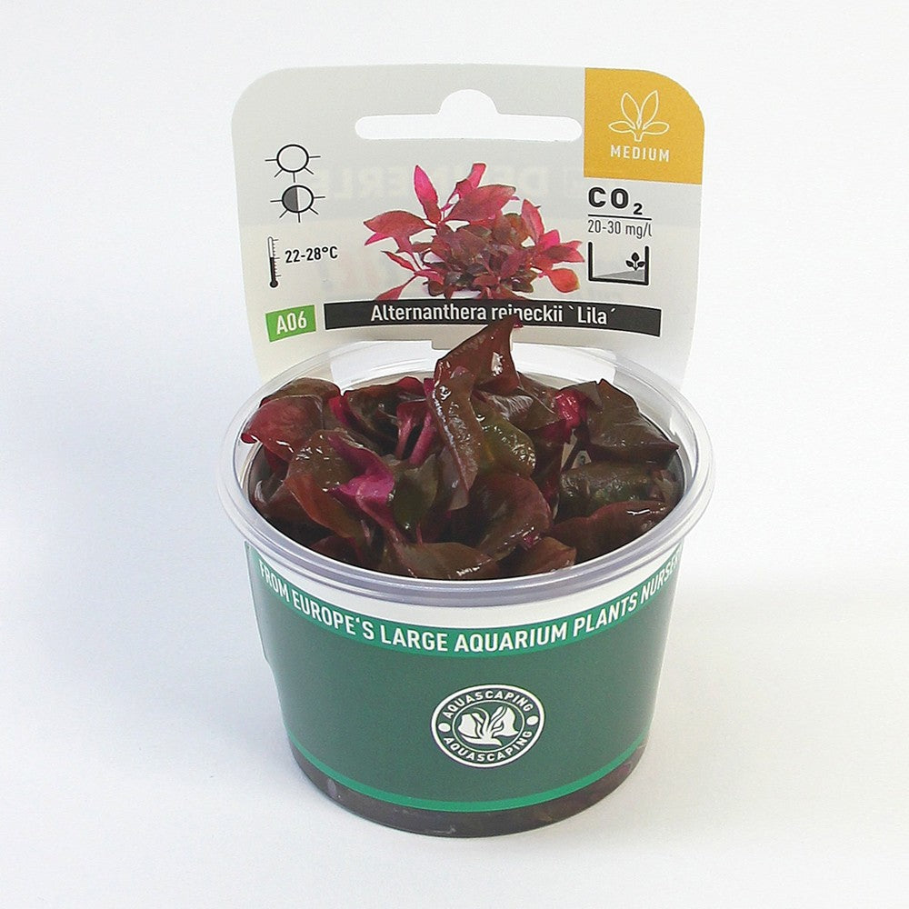 Alternanthera reineckii lila in-vitro