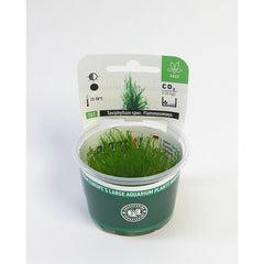 Taxiphyl. spec. Vlammenmos In-Vitro