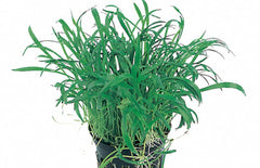 Iilaeopsis Novea Zealandiae