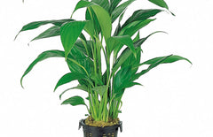 Spathiphyllum moederplant