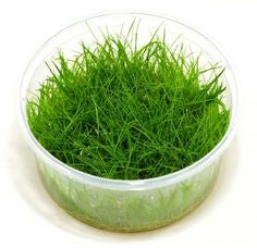 Eleocharis parvula In-Vitro nr 03 easy grow