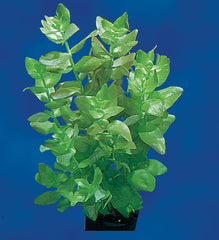 DENNERLE BACOPA CAROLINIANA, SUBMERS