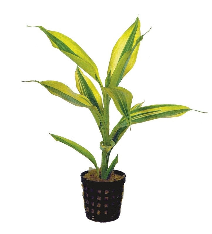 Dracaena sanderiana geel