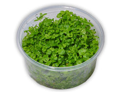 Micranthemum umbrosum In-Vitro nr 08 easy grow