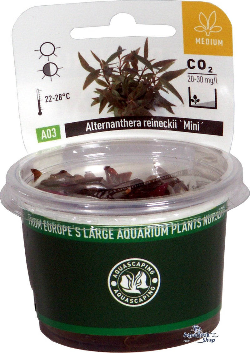 Alternanthera reineckii 'Mini' In-Vitro