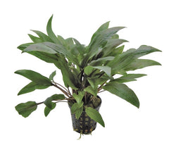 Cryptocoryne Undulatus kasselman