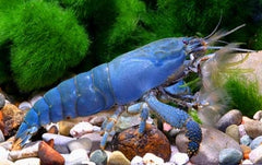 Atya Gobonensis Afrikaanse Waaierhandgarnaal s-m