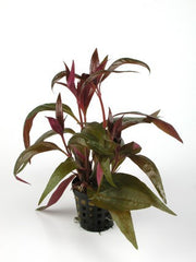 Alternanthera lilacina