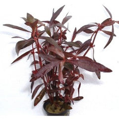 Alternanthera sessilis