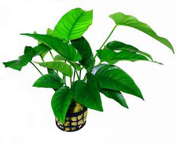 Anubias barteri