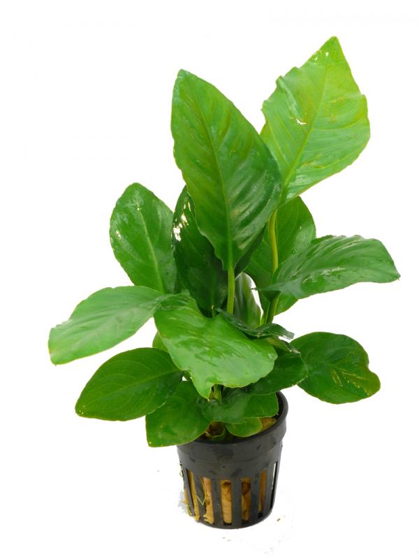Anubias heterophylla