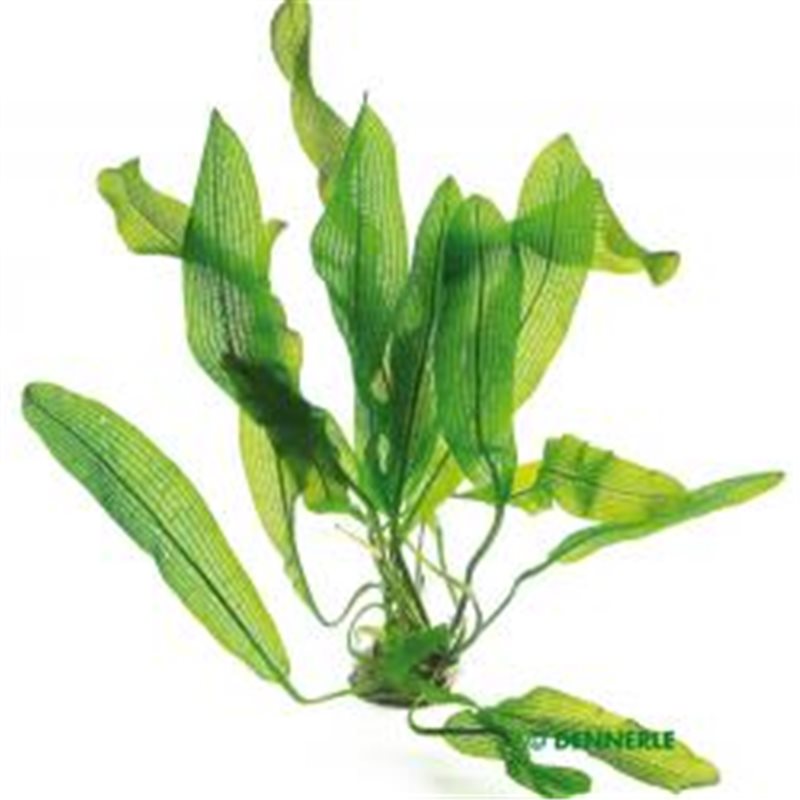Aponogeton henkelianus