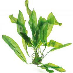 Aponogeton henkelianus