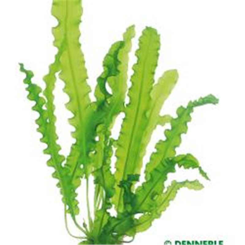 Aponogeton longiplumulosis