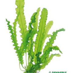 Aponogeton longiplumulosis