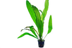 Aponogeton boivinianus