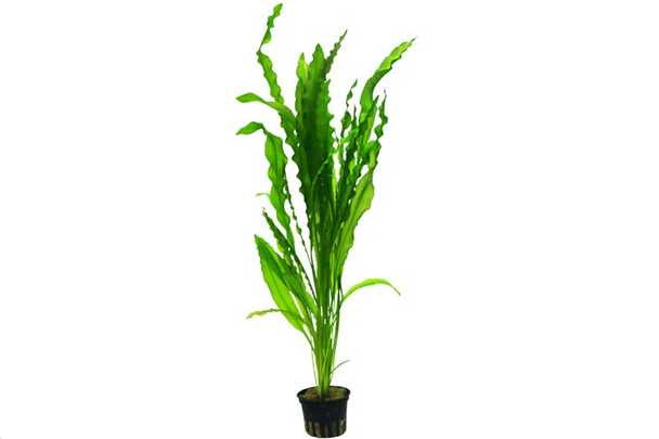Aponogeton crispus