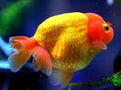 Sluierstaart Ranchu Rood buffelrug