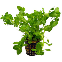 BACOPA CAROLINIANA, EMERS